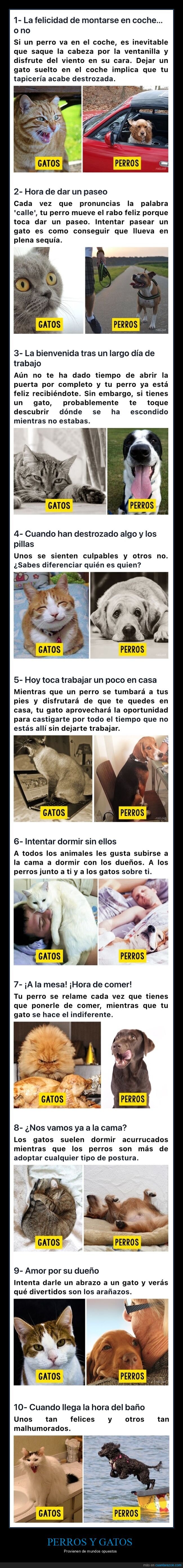 perros,gatos,diferencias