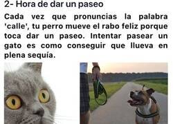 Enlace a Mostrando lo distintos que son los perros de los gatos haciéndoles las mismas preguntas