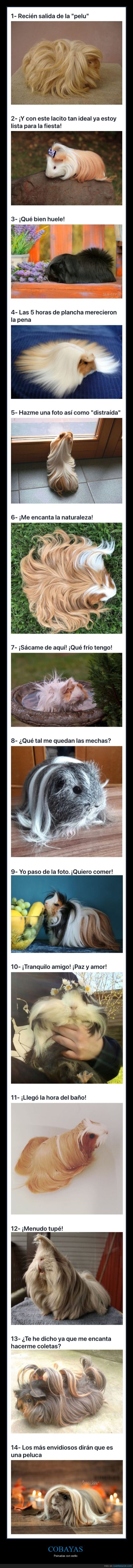 cobayas,peinadas,pelo