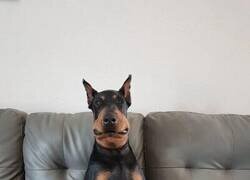 Enlace a Aprendiendo la lección de no meterse con las avispas