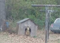 Enlace a ¿Qué le pasa al perro?