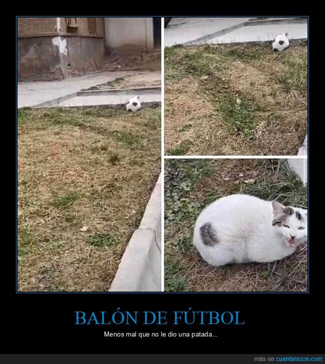 gatos,pelota,mindfuck