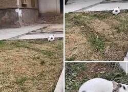 Enlace a El gato pelota