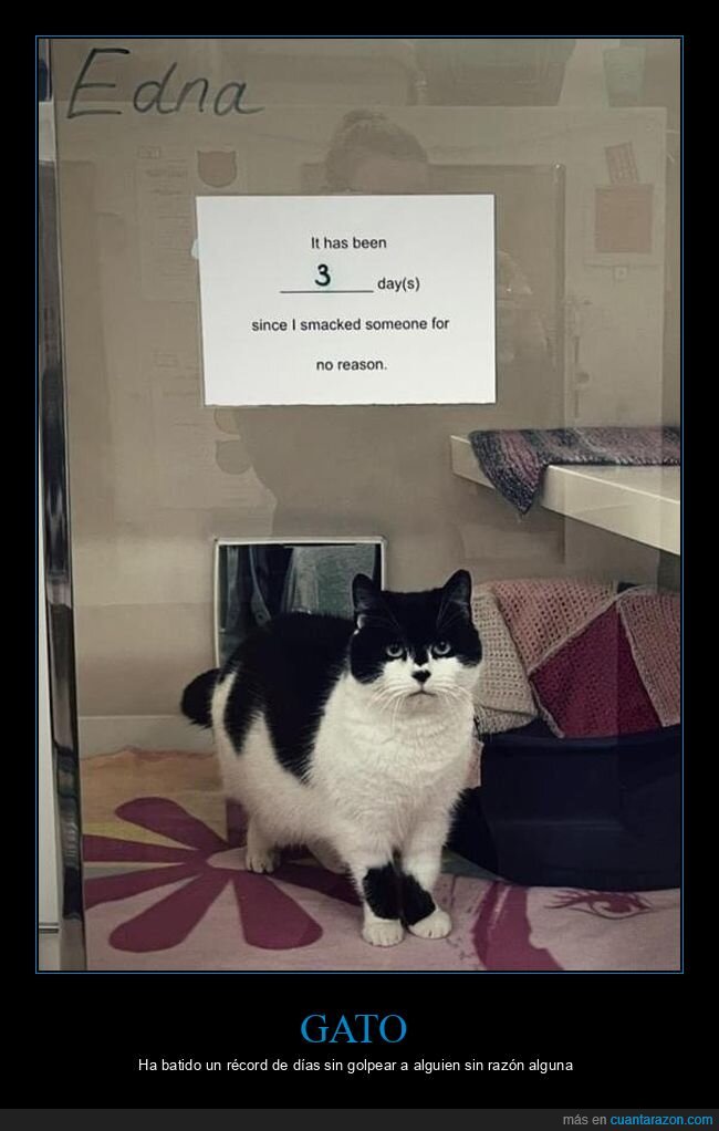 gato,carteles,golpear