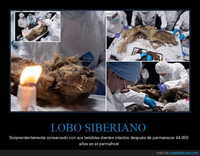 lobo,permafrost,siberiano