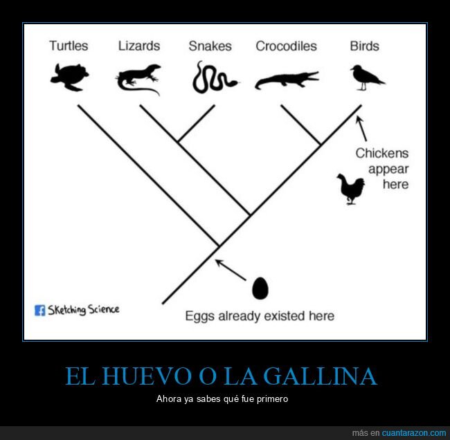 antes,gallina,huevo