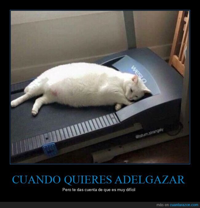 adelgazar,cinta andadora,difícil,gatos,gordo