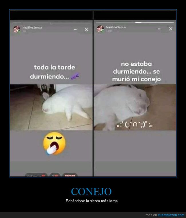 conejo,durmiendo,muerto