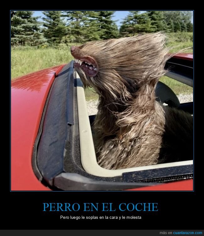 perro,coche,viento