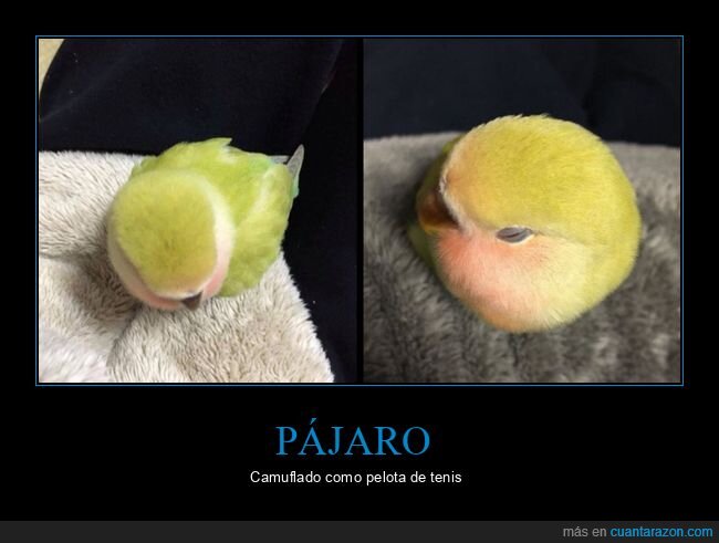 pájaro,pelota de tenis