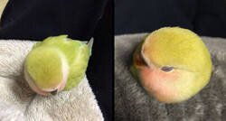 Enlace a ¿Pájaro o pelota de tenis?