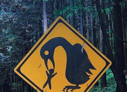 Enlace a Peligros habituales en Japón