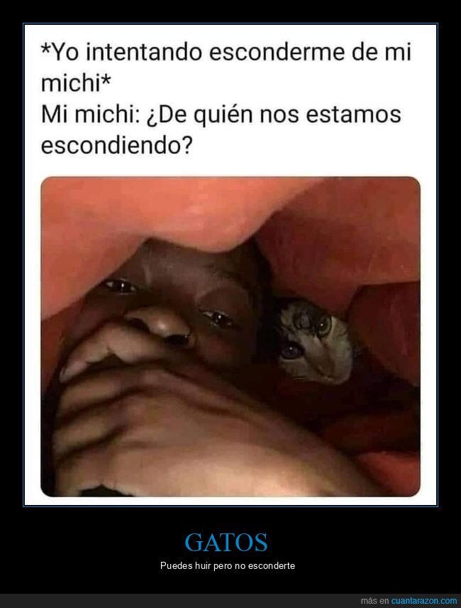 gato,escondiéndose