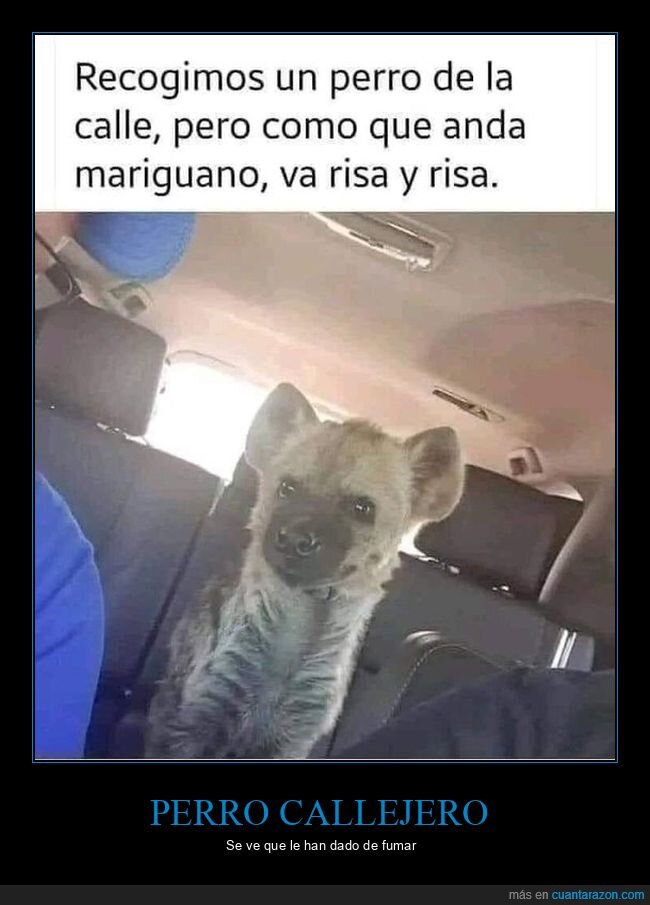 hiena,perro,recoger,risa