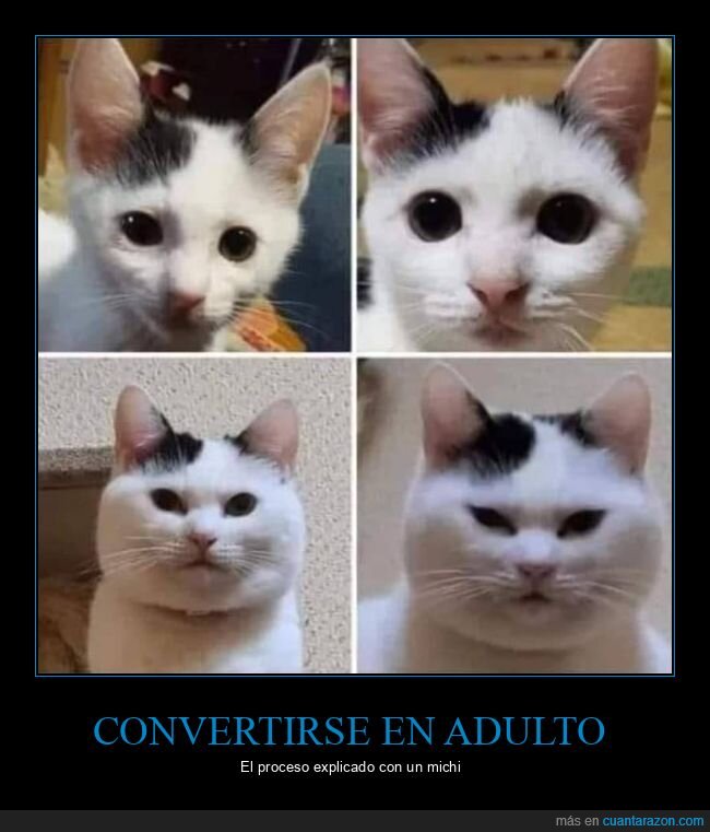 gatos,crecer,adulto