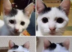 Enlace a Proceso de crecimiento