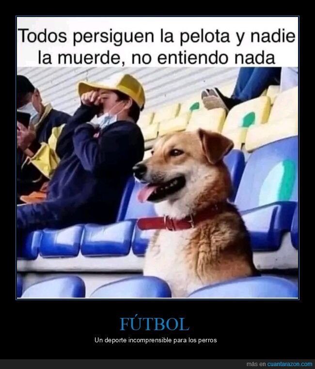 perseguir,pelota,morder,perro