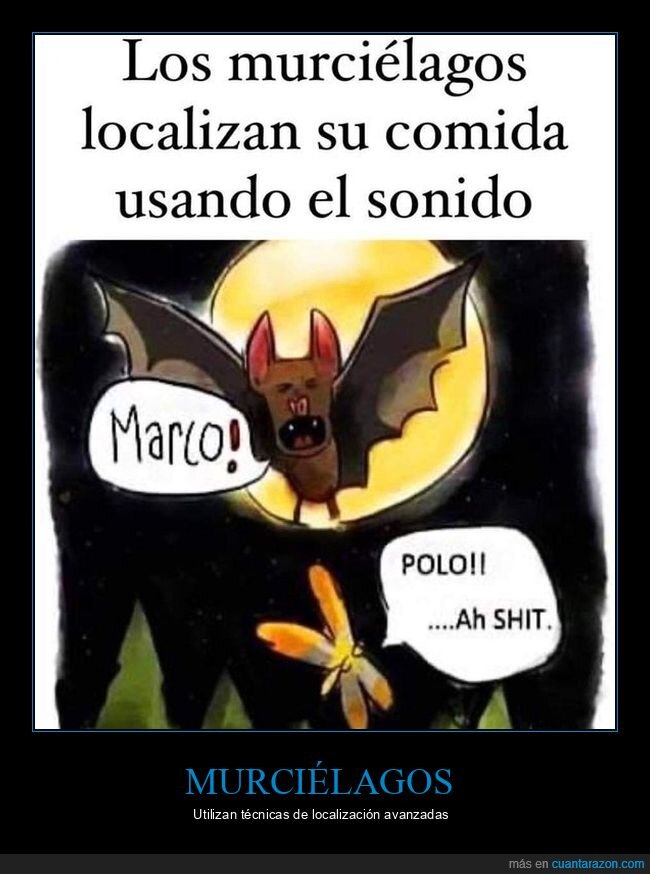 murciélagos,localizar,comida,sonido