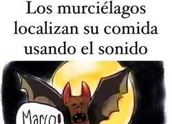 Enlace a El sofisticado sistema de ecolocalización de los murciélagos