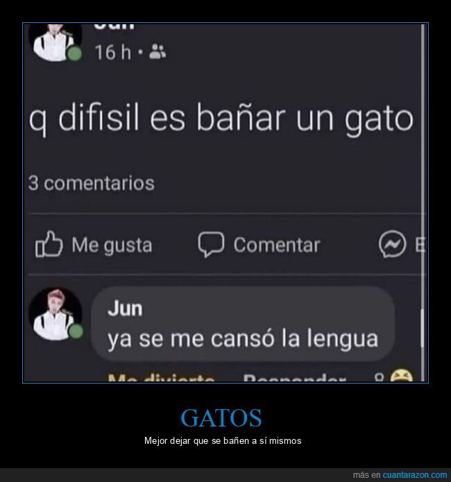 gatos,bañar,difícil,lengua