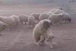 Enlace a El peor perro pastor de la historia