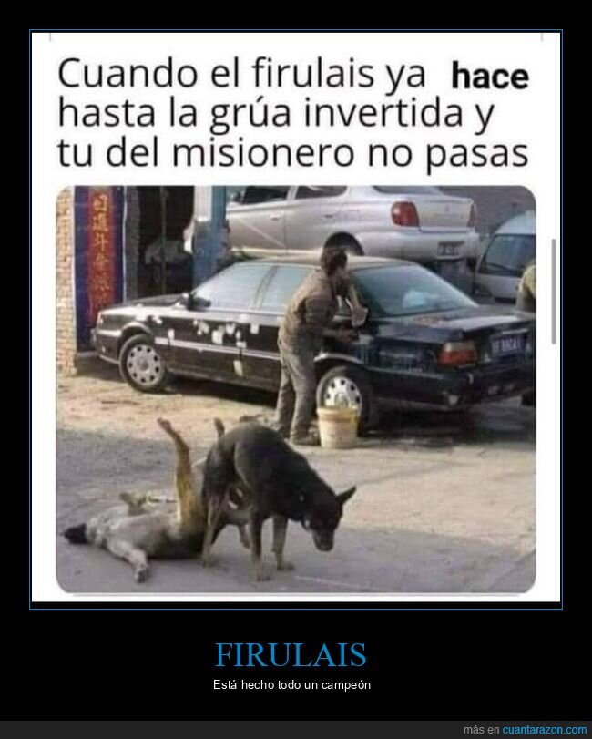 perros,postura,wtf