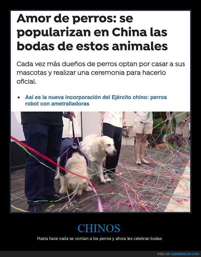 bodas,china,perros