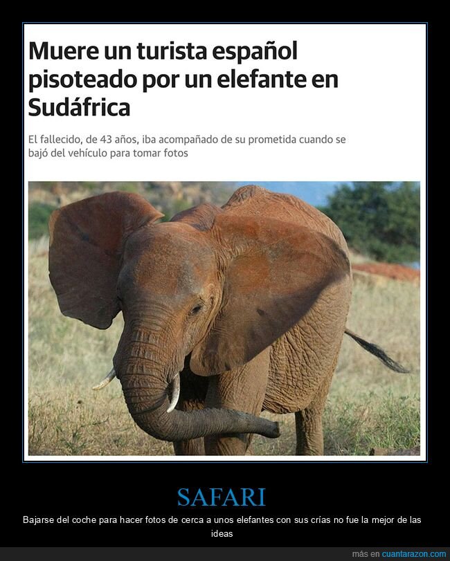 elefante,muerte,pisoteado,sudáfrica,turista