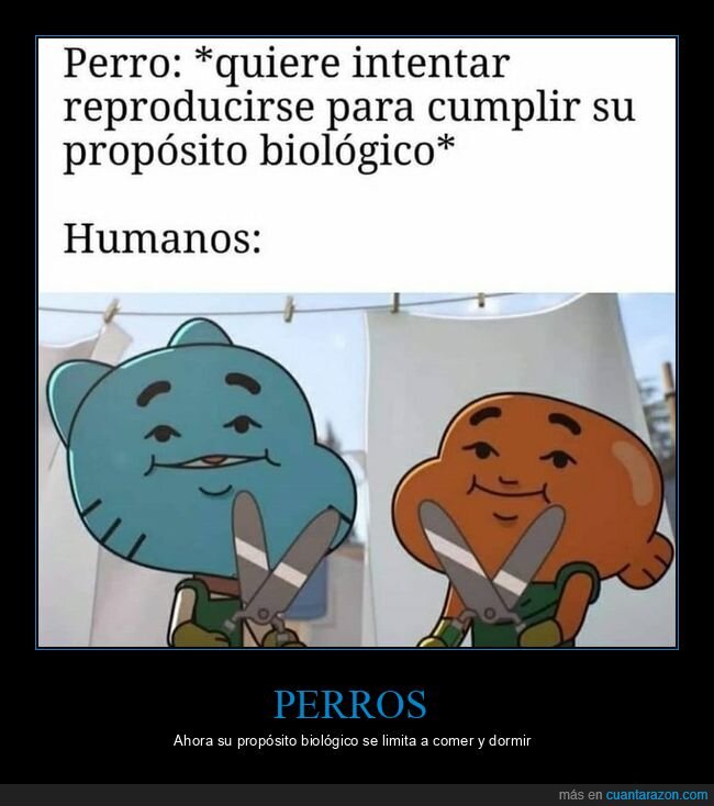 perros,reproducirse,humanos,castrar