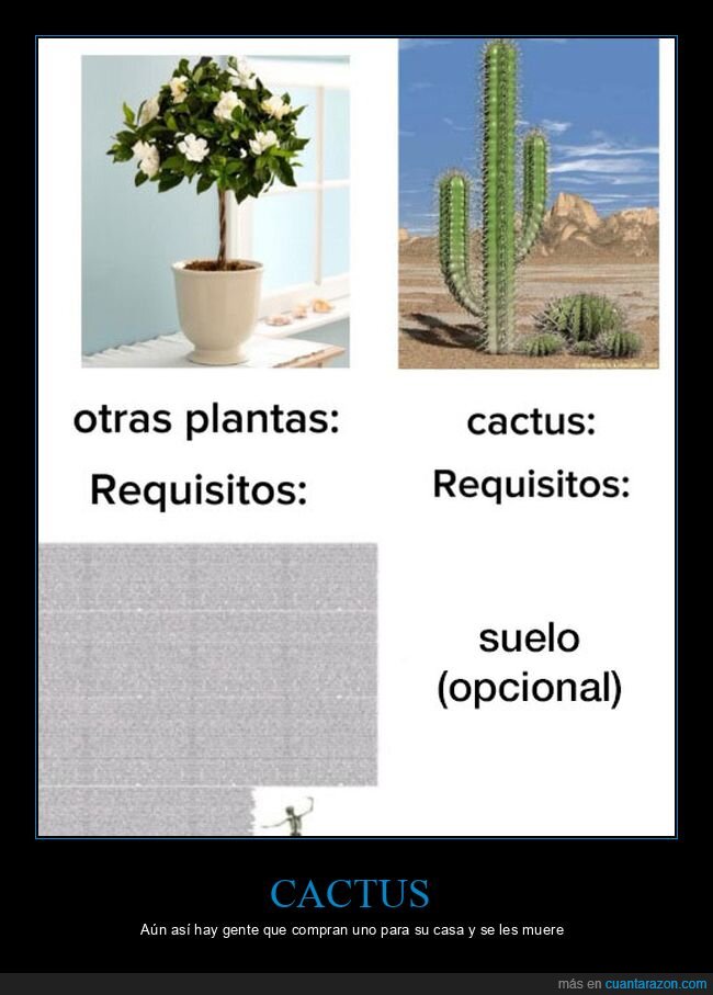 plantas,cactus,requisitos