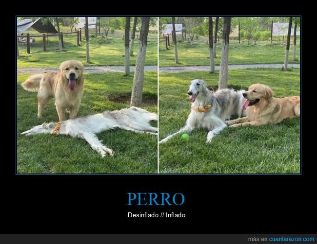 deshinchado,hinchar,perros