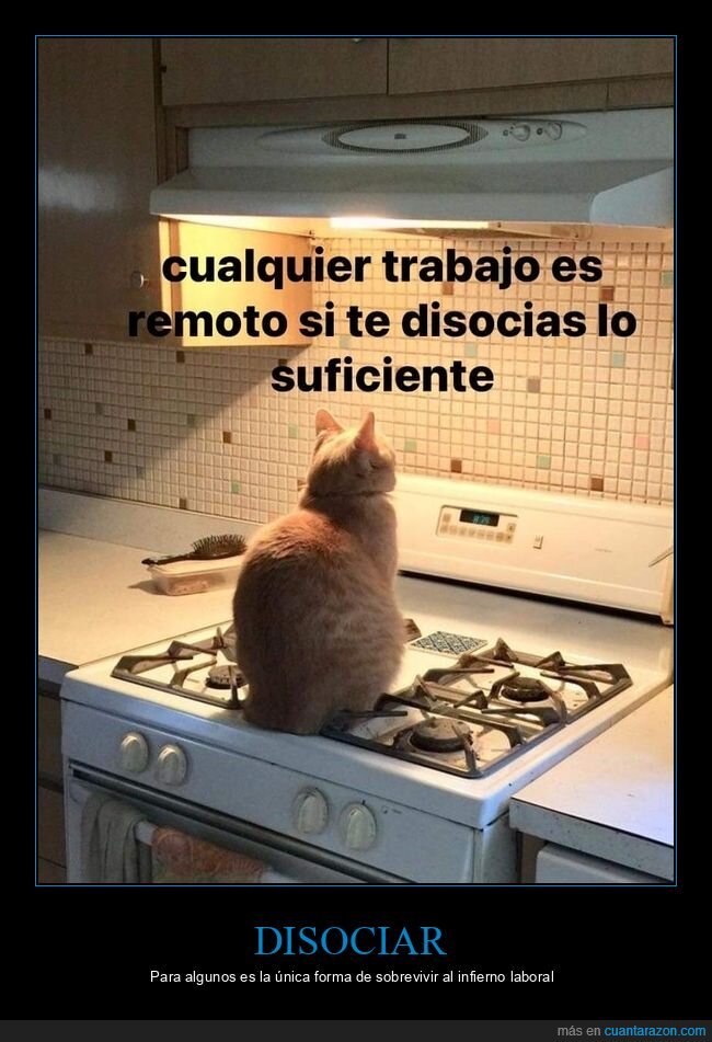 trabajo,remoto,disociar,gato