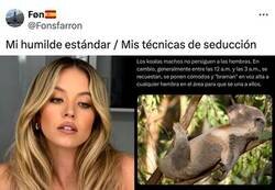 Enlace a Seduciendo al estilo koala