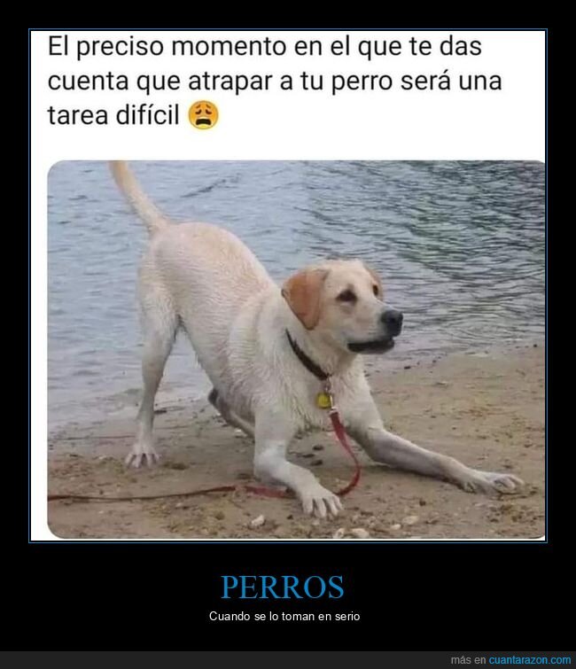 perro,pelota,motivado,pose