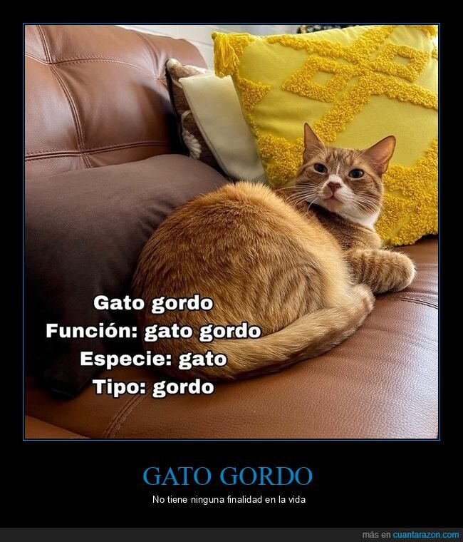 gato,gordo