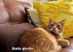 Enlace a GATO GORDO