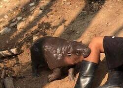 Enlace a Qué moni, yo también me dejaría morder por él