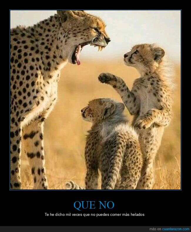 cheetah,leopardo,guepardo,bebes