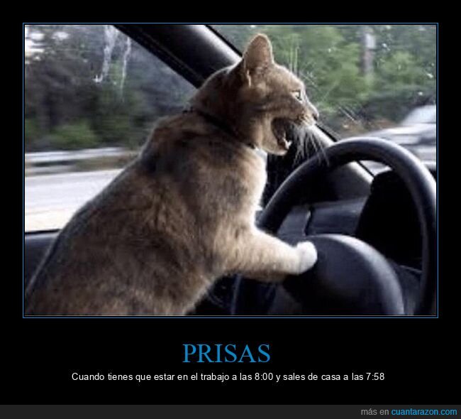 prisa,gato,nervios,coche,conducir