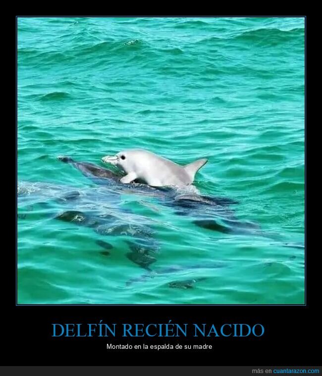 delfin,nadar,espalda,madre