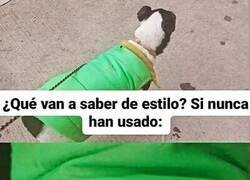 Enlace a Perro estiloso