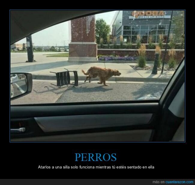 perro,atado,silla,corriendo