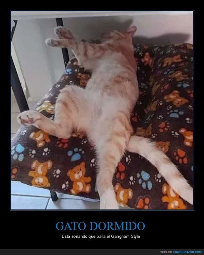 gato,durmiendo,soñando,gangnam style