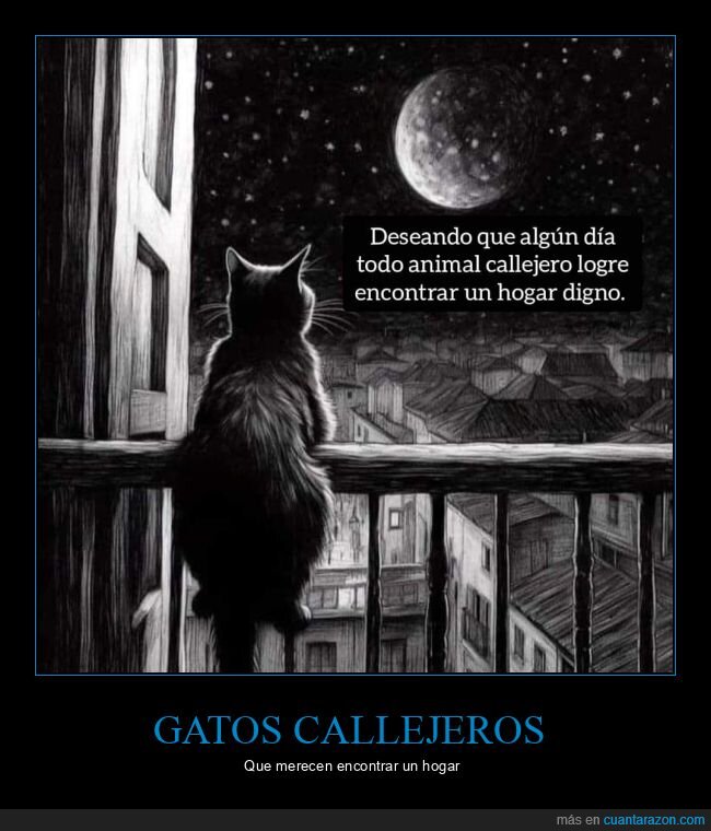 animales,callejeros,hogar