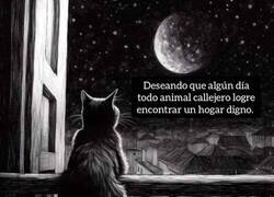 Enlace a Deseos felinos