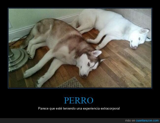 experiencia extracorporal,perros