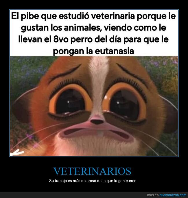 veterinario,animales,eutanasia