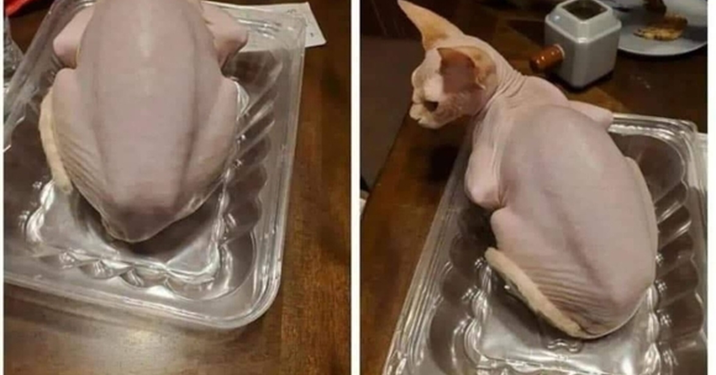 ¡Cuánta razón! / Qué pollo tan raro...