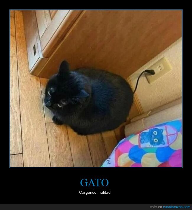 gato,cargando