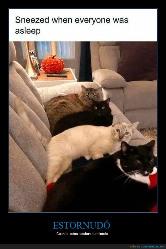 estornudo,gatos,durmiendo